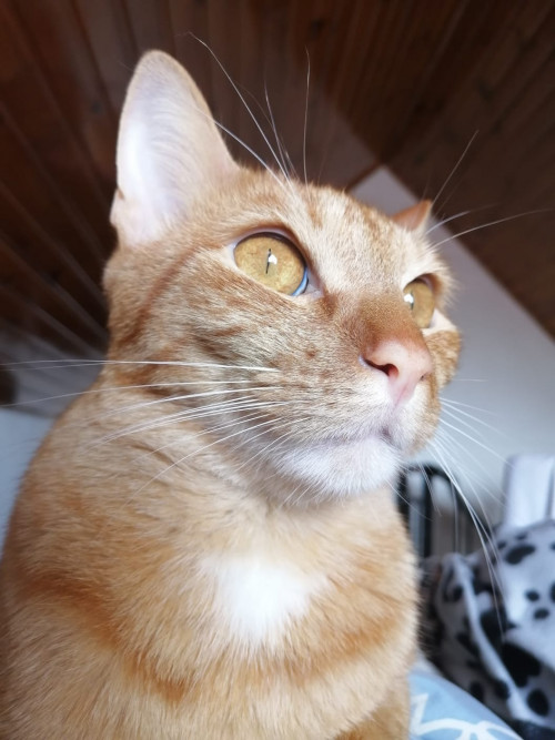 Horus