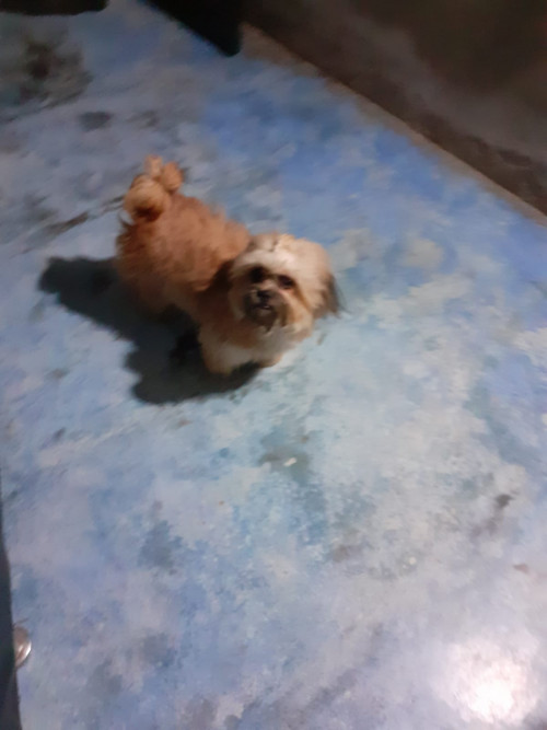 Mailo