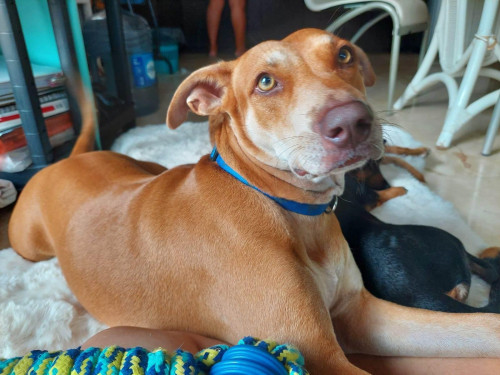 Laysa