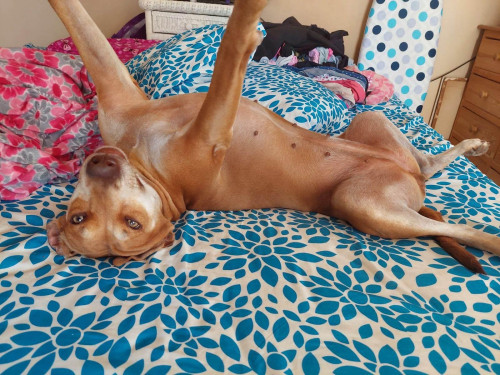 Laysa