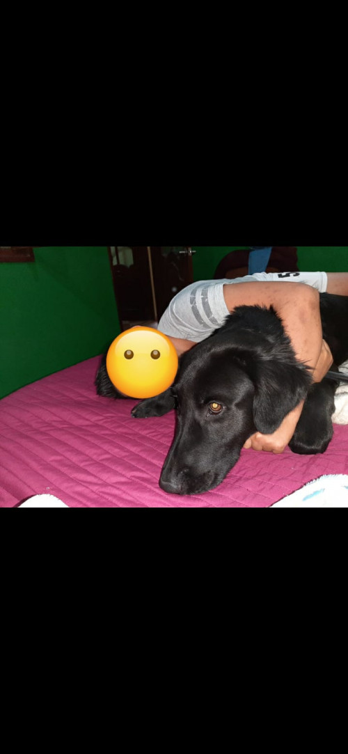 Toby