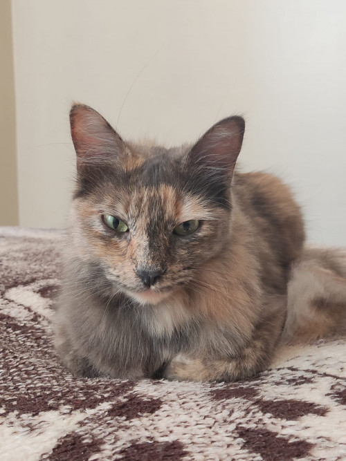 Nala