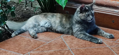 Nala