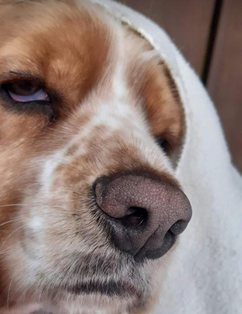 Toby