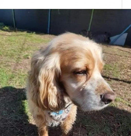 Toby