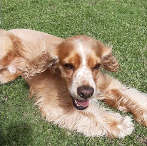 Toby