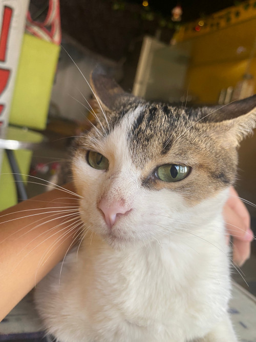 Kitty
