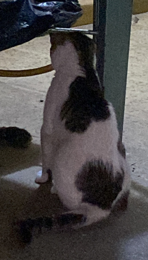 Kitty