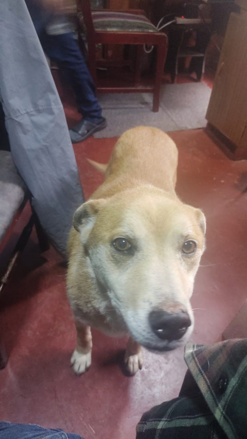 Canela