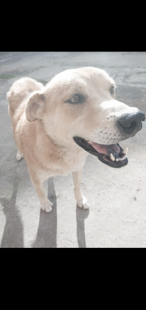 Canela