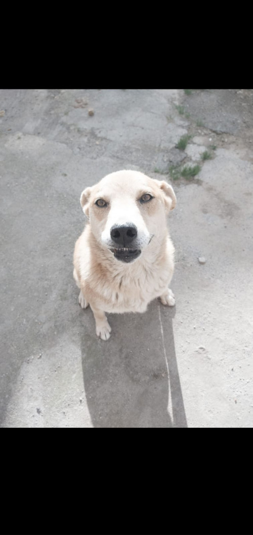 Canela