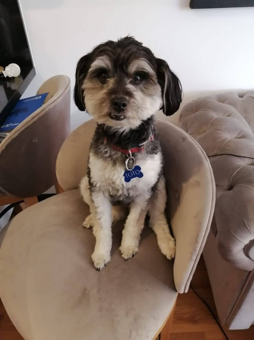 Toto