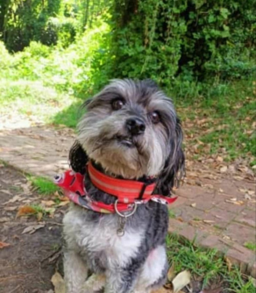 Toto