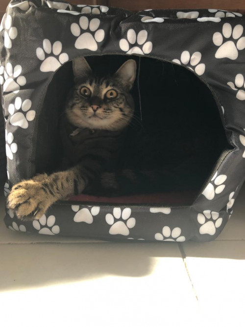 Gomita
