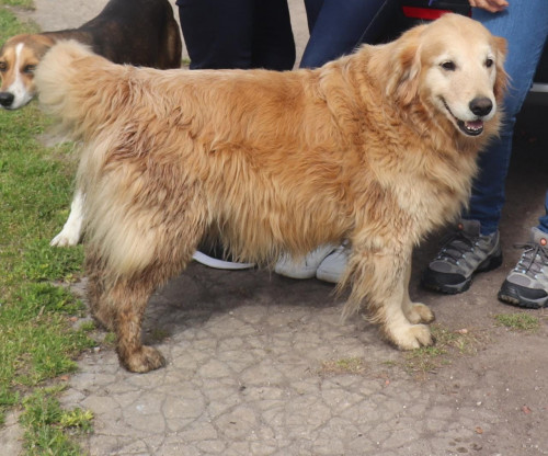 Mora