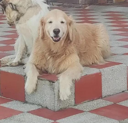 Mora