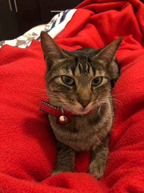 Milo