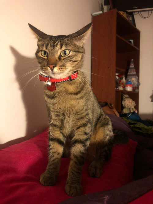 Milo