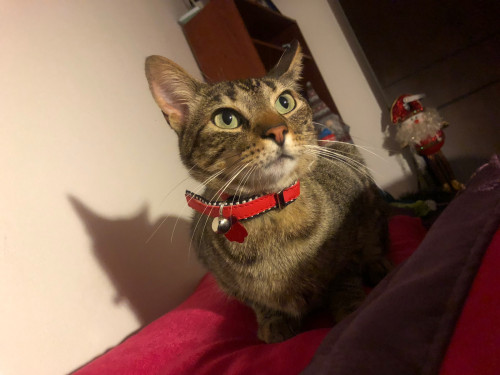 Milo