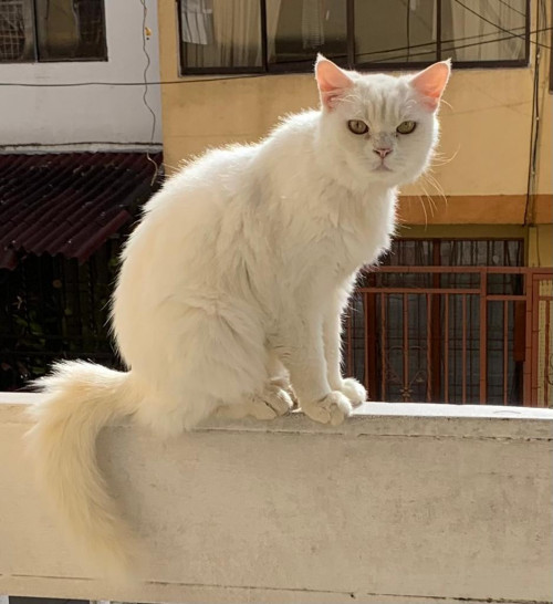 Niña