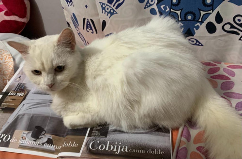 Niña