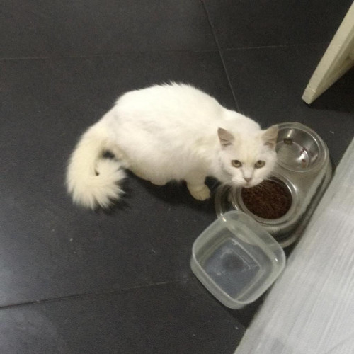 Niña