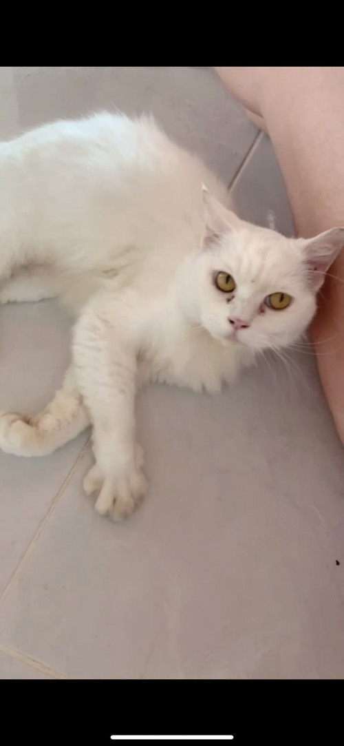 Niña