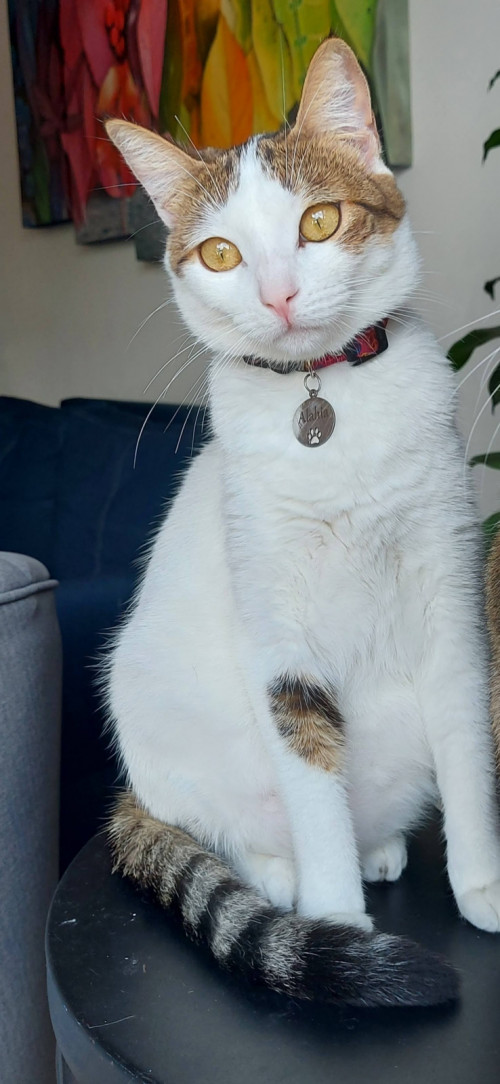 Alahia