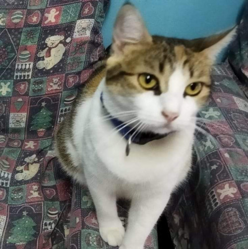 Paprika