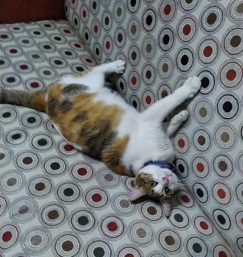 Paprika