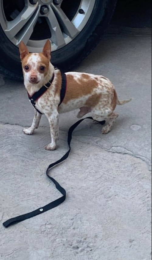 Chetto