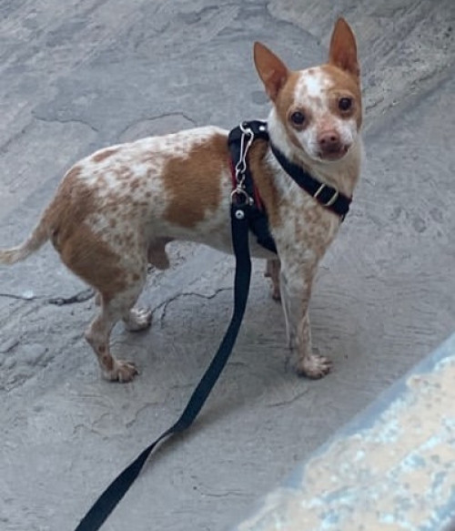 Chetto