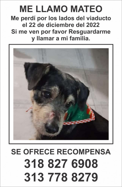 Mateo