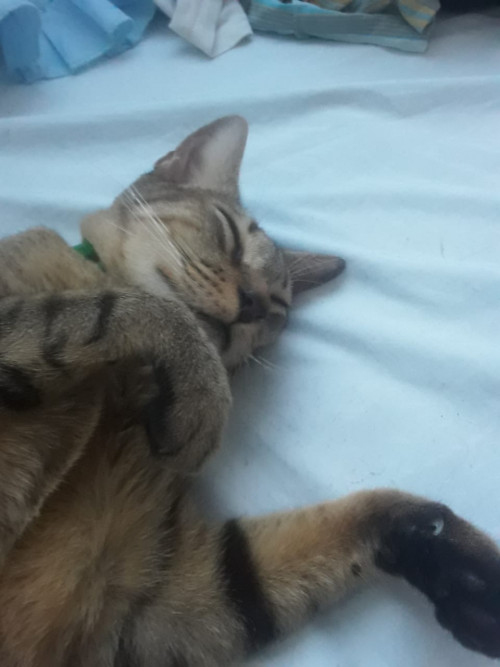 Misho