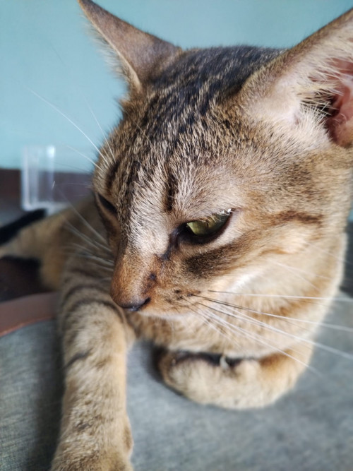 Misho