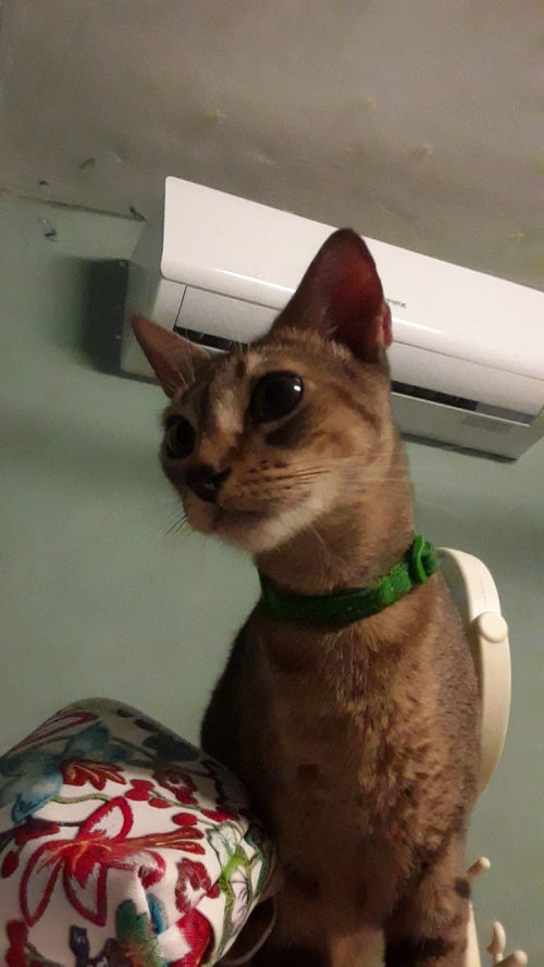 Misho