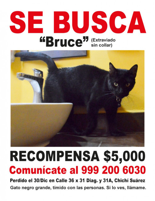 Bruce