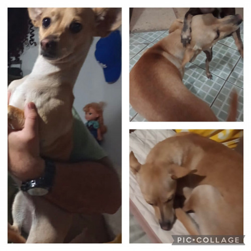 Bonita
