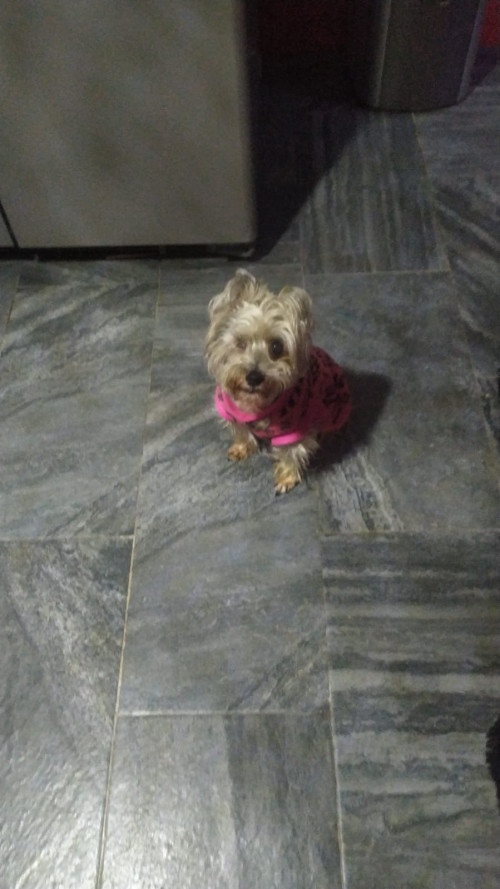 Popis