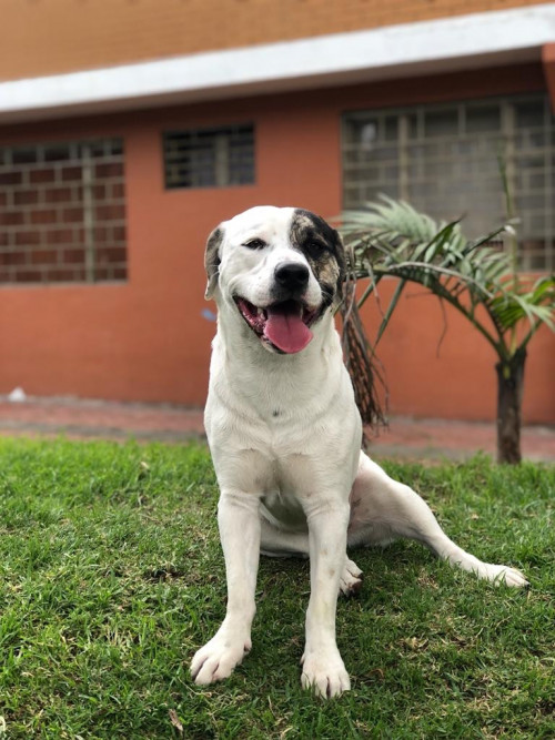 Max