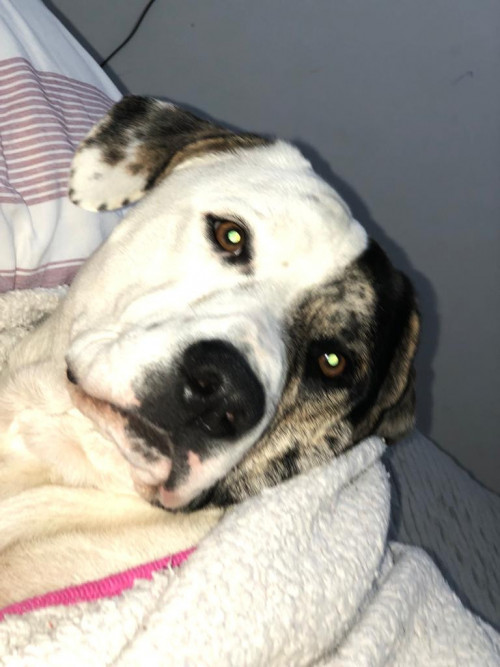 Max