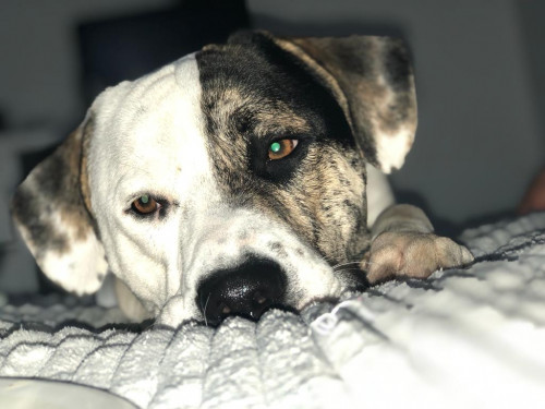 Max