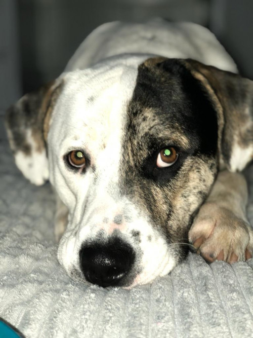 Max
