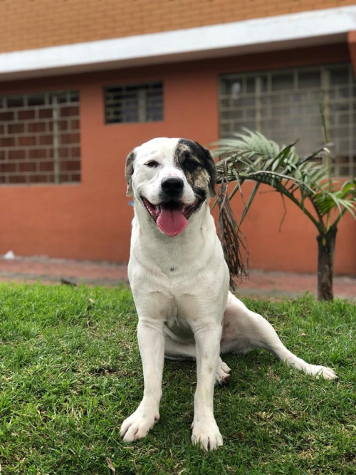 Max