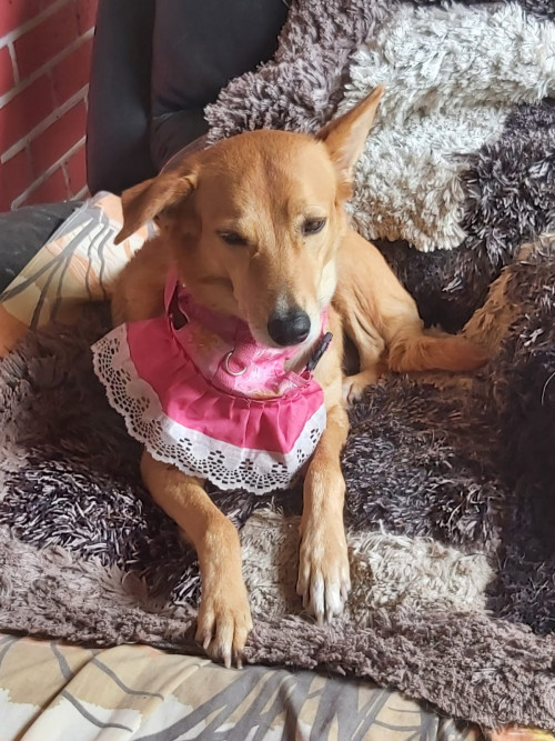 Muñeca