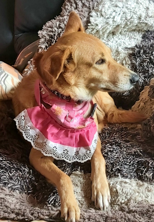 Muñeca