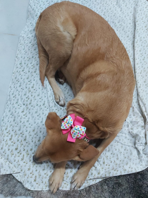 Muñeca