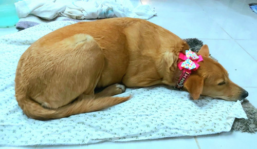 Muñeca