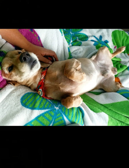 Toby