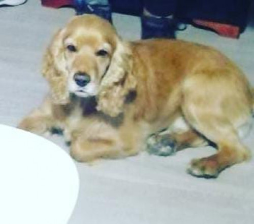 Toby